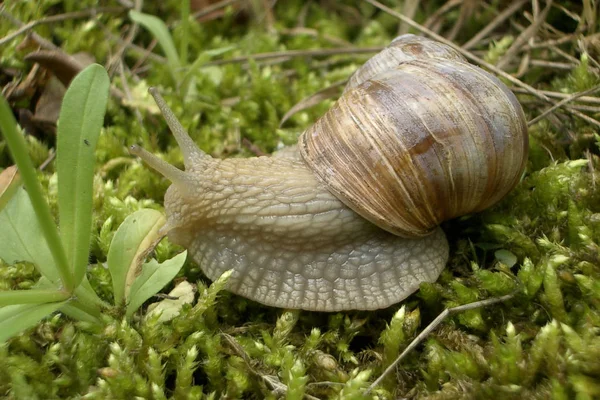 葡萄园蜗牛 褐色螺旋状石榴 — 图库照片