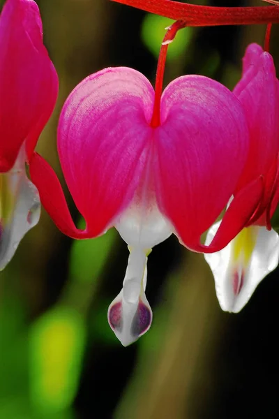 Rosa Gråt Hjärta Blomma — Stockfoto