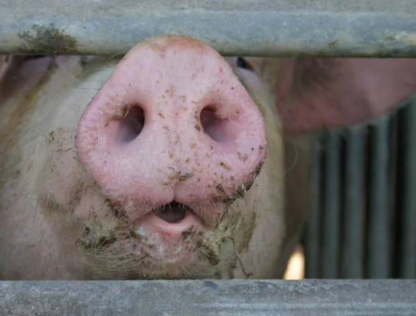 Farm Animals Selective Focus — Stock Photo, Image
