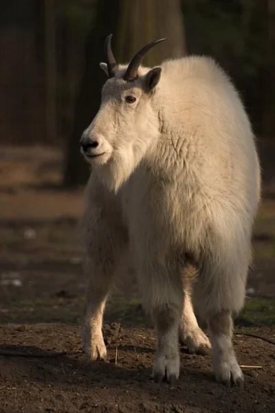 Goat Zoo — Stock Photo, Image