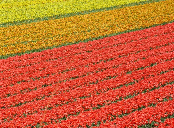 Flores Tulipán Primavera Pétalos Flora —  Fotos de Stock