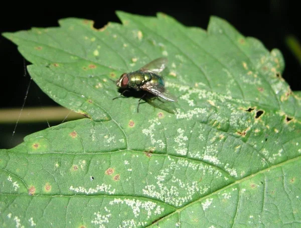 野生の自然界での虫の接近 — ストック写真