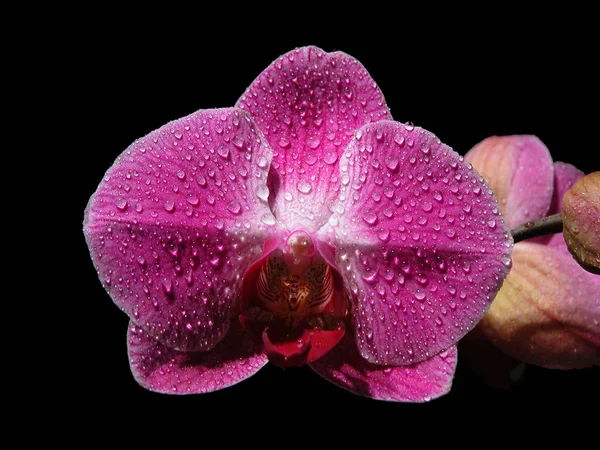 Pétales Fleurs Orchidées — Photo
