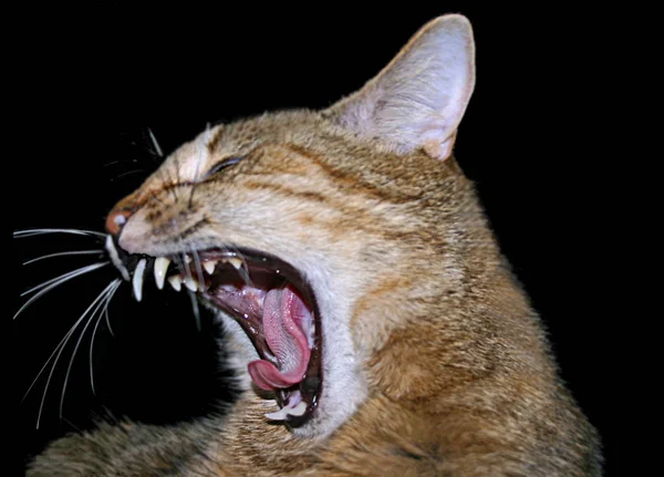 Gato Luci Durante Desgaste — Foto de Stock