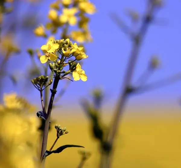 Campagna Campo Colza Agricolo Flora Gialla — Foto Stock