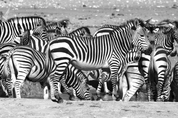 Zebra Animais Selvagens Herbívoros — Fotografia de Stock