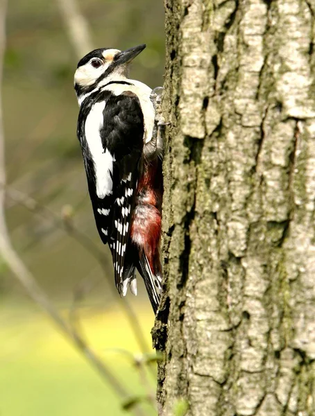 Picchio Uccello Natura Fauna — Foto Stock