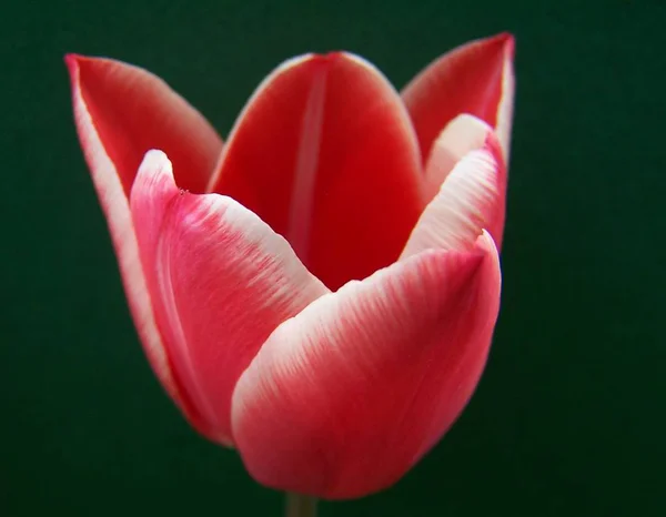 Frühlingserwachen Blume Tulpe — Stockfoto