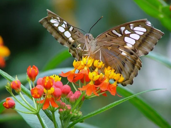 Närbild Bild Vackra Färgglada Fjäril — Stockfoto