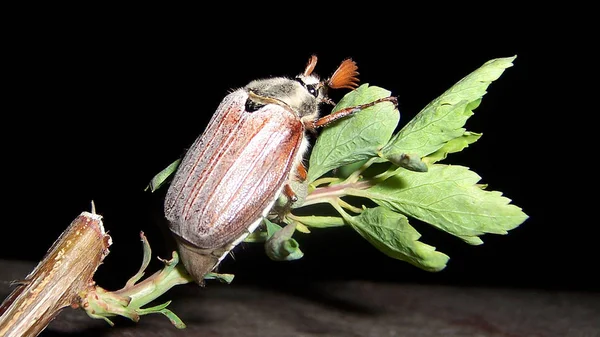 Have Just Made Neighbor Buzzing Lantern Had Get Always Nem — Stock Photo, Image