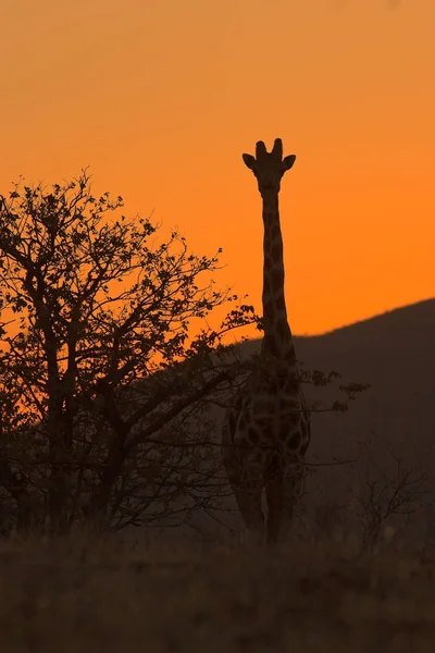 Vue Panoramique Faune Flore Savane — Photo