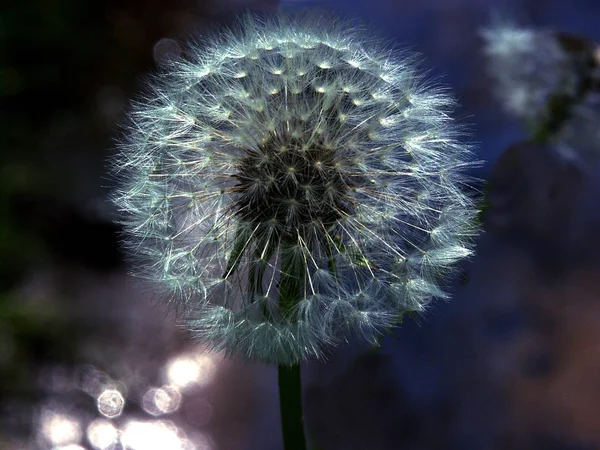 Macro Grabación Surgido Fondo Convertido Arroyo Pequeño Las Reflexiones Luz —  Fotos de Stock