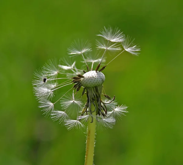 Piękne Botaniczne Ujęcie Naturalna Tapeta — Zdjęcie stockowe