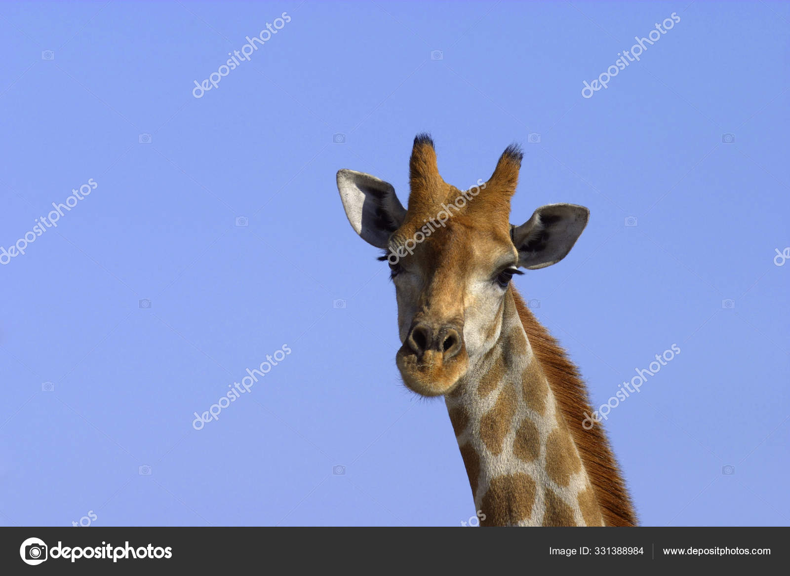 Giraffe Animal African Herbivore Mammal — Stock Photo © PantherMediaSeller 331388984