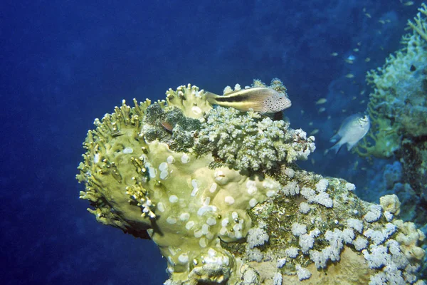 Szenischer Blick Auf Die Unterwasserwelt — Stockfoto