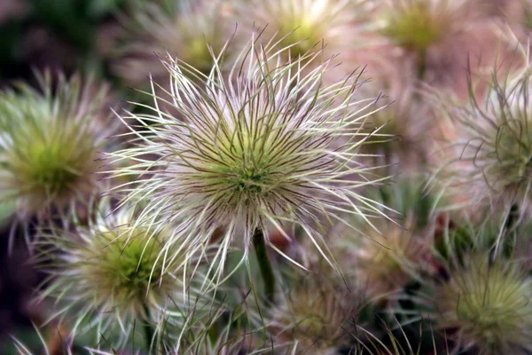 Bloemen Plantaardige Flora Bloemblaadjes — Stockfoto