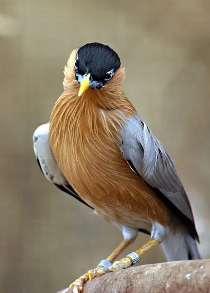 Aussichtsreiche Aussicht Auf Schöne Vögel Der Natur — Stockfoto