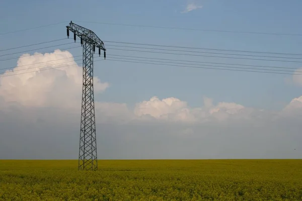 Жовте Поле Зґвалтування Сільське Господарство — стокове фото