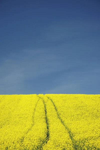 Pitoresca Vista Paisagem Rural — Fotografia de Stock