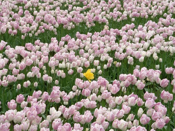 Pole Tulipan Callantsoog Holandia Podjęte Dniu 2005 — Zdjęcie stockowe