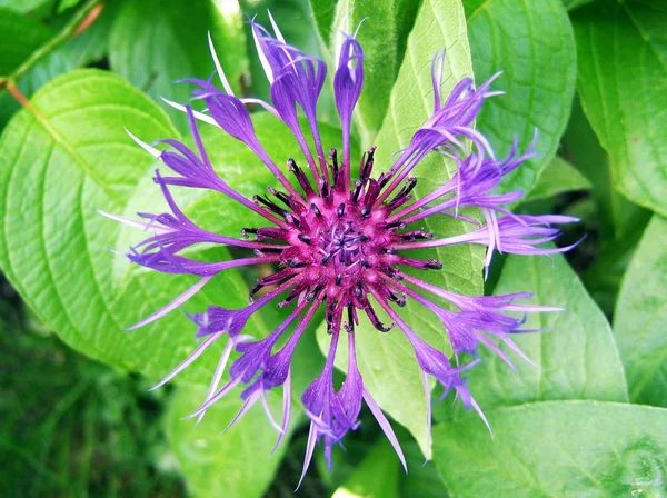 Beautiful Botanical Shot Natural Wallpaper — Stock Photo, Image