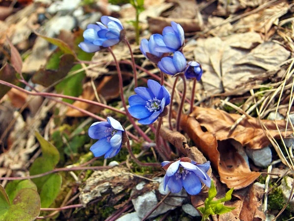 Vackra Blommor Blommigt Koncept Bakgrund — Stockfoto