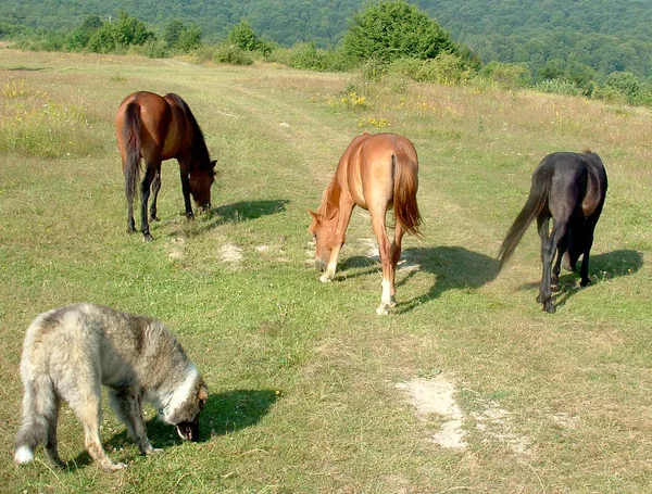 Άλογα Που Βόσκουν Εξωτερικούς Χώρους — Φωτογραφία Αρχείου