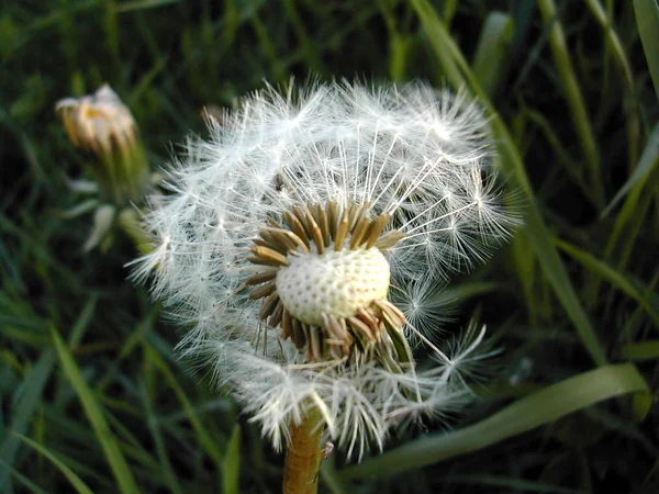 Primo Piano Vista Del Fiore Naturale Tarassaco — Foto Stock