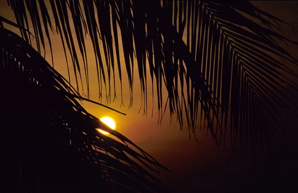 Kokosnoot Palmen Zonsondergang — Stockfoto
