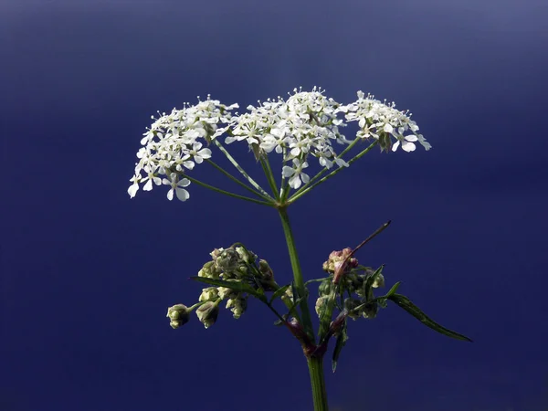 Hope Found Right Name Plant Nsince Big Connofour Flowers Plants — стоковое фото
