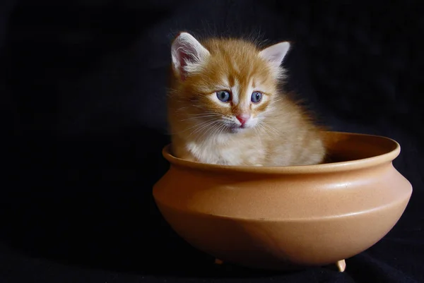 Galileo Turkish Angora Days Old — Stock Photo, Image