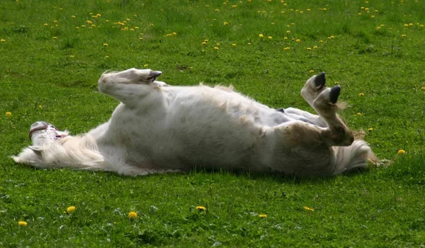 Zoals Vastgelegd — Stockfoto