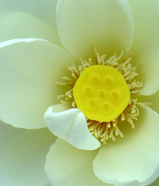 Lotus Flower Petals Flora — Stock Photo, Image