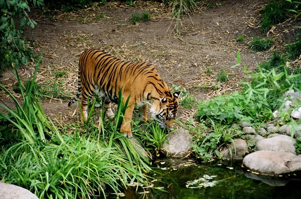 Closeup Animal Zoo — Stock Photo, Image