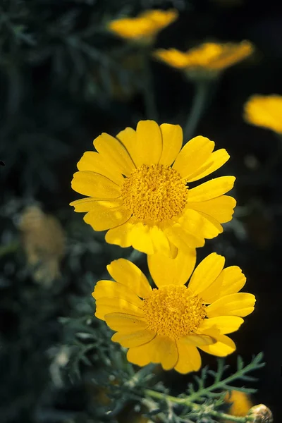 黄花花瓣 植物和树叶 — 图库照片