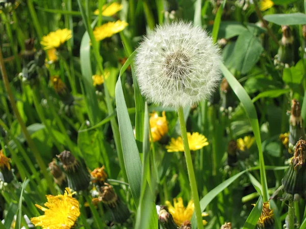 Närbild Bild Naturliga Maskros Blomma — Stockfoto