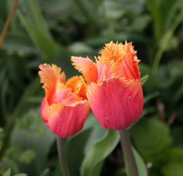Lente Tulp Bloemen Flora Bloemblaadjes — Stockfoto