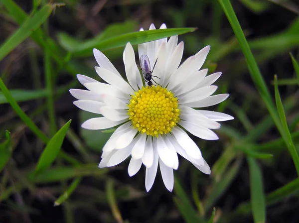 Image Daisy Full Bloom — Stock Photo, Image