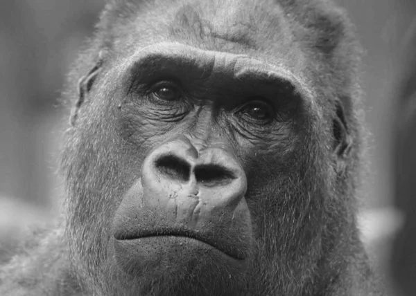 Hans Namn Kim Geb 1976 Kamerun Och Bor Köln Zoo — Stockfoto