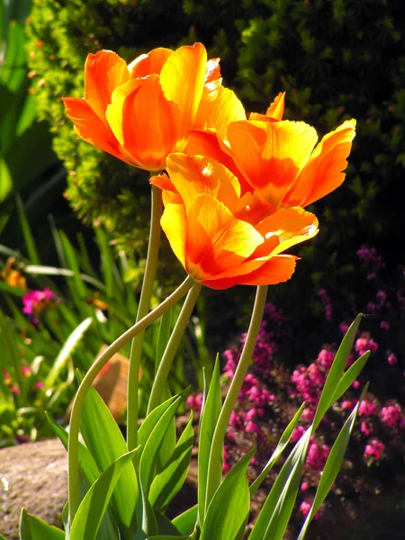 Printemps Fleurs Tulipes Printemps Flore — Photo