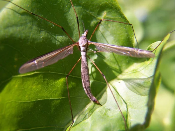 Close Bug Natureza Selvagem — Fotografia de Stock