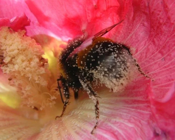 Vista Close Belo Inseto Bumblebee — Fotografia de Stock