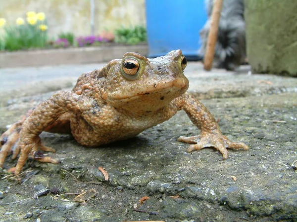 Toad Had Lost Our Yard — Stock Photo, Image