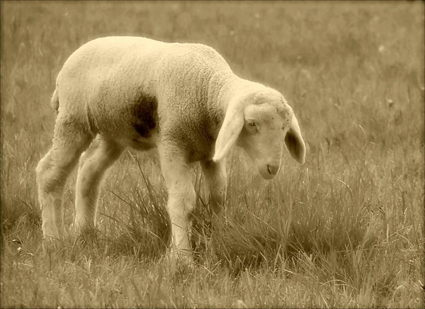 Als Landbouwhuisdier Gehouden Schapen Grasland — Stockfoto