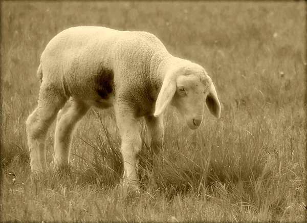 Ovelha Doméstica Pasto — Fotografia de Stock