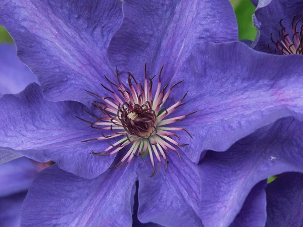 Flora Pétalas Flores Botânica — Fotografia de Stock