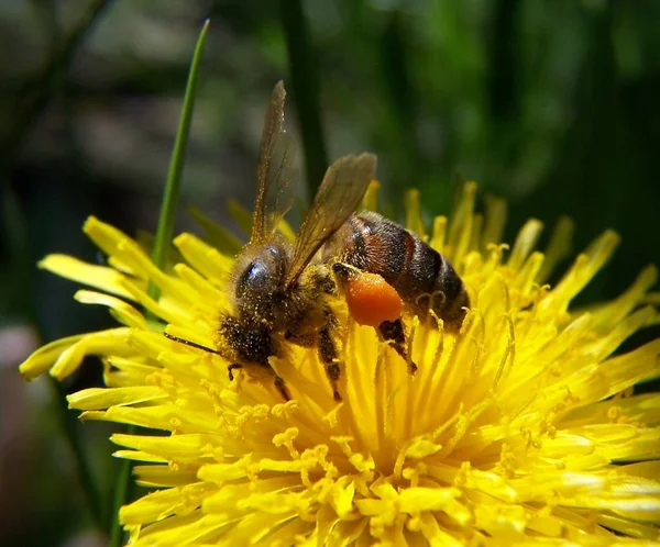 Schöne Botanische Aufnahme Natürliche Tapete — Stockfoto