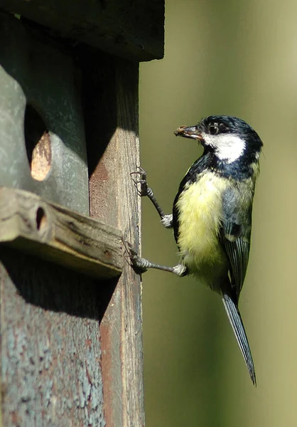 Vista Panorámica Hermoso Pájaro Titmouse — Foto de Stock