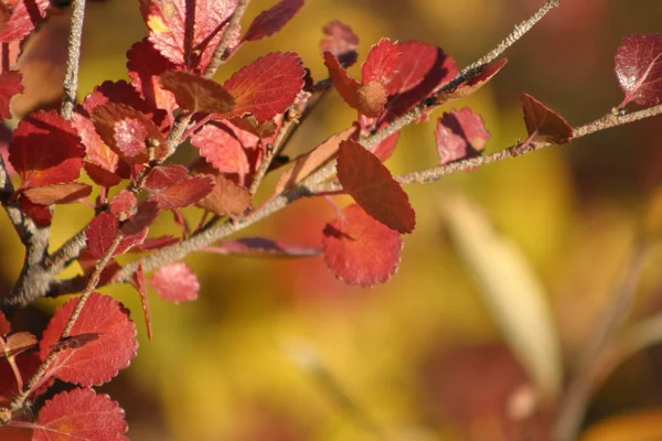 Herbstfarben Den Adlerebenen Yukon — Stockfoto