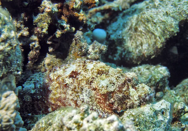 Peixe Escorpião Camuflado Mar Vermelho — Fotografia de Stock